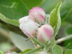 花卉女王节，花卉施肥与修剪技术的探索女王花怎么养