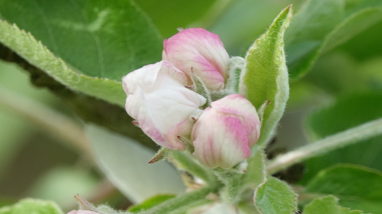 花卉女王节，花卉施肥与修剪技术的探索女王花怎么养  第1张