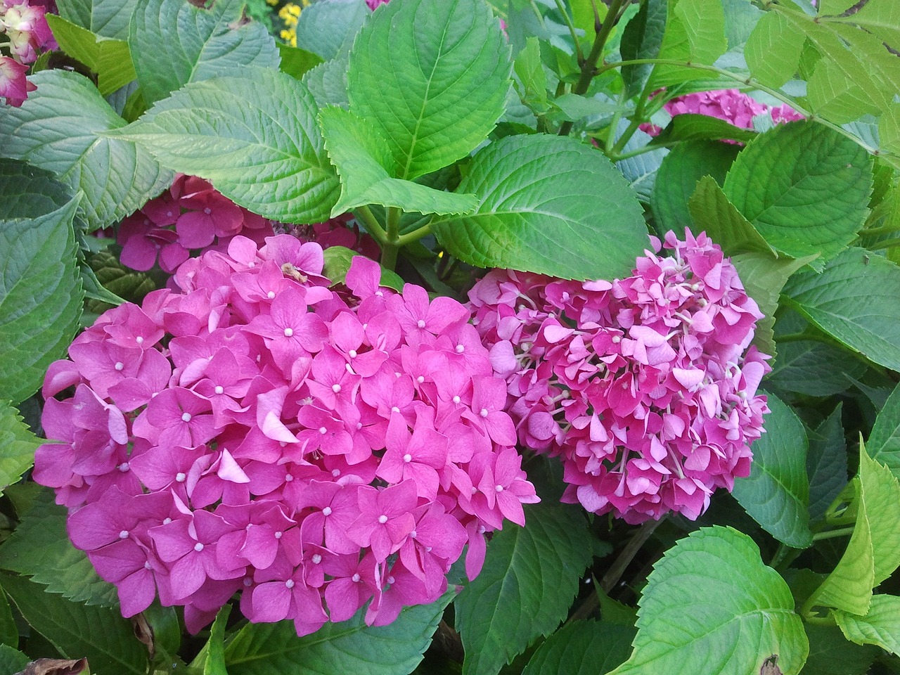 折枝种植花卉的技巧与所需土壤的探讨折枝种植花卉	种花卉需要什么样的土壤条件  第1张